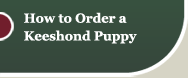 how to order a keeshond puppy