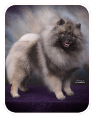 Keeshond Pups for Sale! Keeshond Breeder